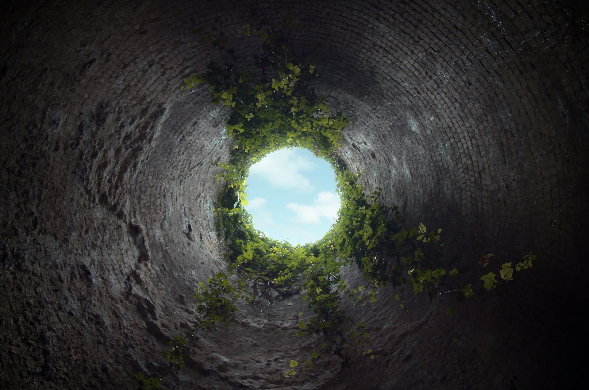 a circular hole in the ground with trees growing out of it